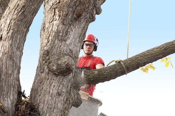 How Our Tree Care Process Works  in  Flowery Branch, GA